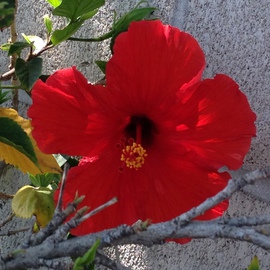 Luise Andersen: 'HIBISCUS are in full bloom RDI', 2014 Color Photograph, Floral. Artist Description:  * * size for uploading purpose only. of pictures catalogued in left- POD - - copies available through absolute arts. . ...