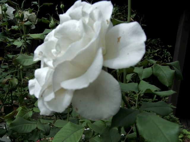 Artist Luise Andersen. 'Last White Rose Of Summer' Artwork Image, Created in 2010, Original Fiber. #art #artist