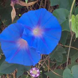 Luise Andersen: 'Light Of Morning Glory XV', 2014 Color Photograph, Floral. Artist Description:     more of Morning Glories. . they multiple so vigorouslybrilliant blues and wonderful greens. . lovely shaped. . delights eyes. .Taken with Sony Cybershot , 14. 1* * size for uploading purpose only   ...