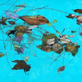 Luise Andersen: 'MAGIC  in the pool I', 2010 Color Photograph, Floral. Artist Description:  . . . winds carry leaves. . stems. . blossoms. . bark. . and drop them in the swimming pool. . movement of winds breeze and water. . carry the 'debris' in circles. . sideways. . any which way. . and to most. . is. . instant. . this impulse. . must clean the pool. . not my eyes. and feel. . I' wait' . . until winds, ...