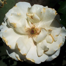 Luise Andersen: 'MIGNONS ROSE I  Precious In White And Gold ', 2011 Color Photograph, Floral. Artist Description:  . . love them ALL. . All Flowers. . this one. . one of White Roses . . is, because the whole Bush is in abundance of light and beauty, abloom. . . . to me. . is brathtakingly beautiful. . in her maturing. . have taken pictures of her, since tiny, tight, eager to grow, bud. . resonates echo of feel. . ...