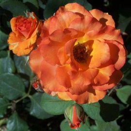 Luise Andersen: 'ROSE OF ORANGE AND BUDS II series', 2011 Color Photograph, Floral. Artist Description:  . . real orange. . and with sun glow. . brought forwards gold too. . only 3 or 4 Rose Bushes of this color amongst all the others. . which were mostly in various gorgeous reds. . going to strong pinks. . and several hues of yellows. .Just had to take the orange ones. . never had ...