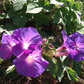 Luise Andersen: 'Summer s Morning Glories I ', 2014 Color Photograph, Floral. Artist Description:  July 7,2014- - on my way to Pauline and Jack's residence. . delightful hues. . light in their graceful chalices beckon to get closer. . and delight in their beauty. . vigorous growths. . spread along the fencewonderful green heart formed leaves. .  ...