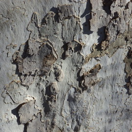 Luise Andersen: 'TREE BARK IMAGERY II  MIGEXTR', 2013 Color Photograph, Abstract. Artist Description:            from Nov. 13,2013- -* * size mentioned here for uploading purposes only.      * * UNEDITED ORIGINAL * size for uploading purpose only.  ...
