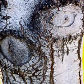 Luise Andersen: 'Through  eyes of Mignon TREE BARK III', 2013 Other Photography, Abstract. Artist Description:    . . . on my way back to where i live. . this still relative small tree called me. . have taken pix of her trunk before. . when she was even smaller than now. . but. . she had grown. . and developed a wider trunk. . circumference. . textures. . and colors. . figures and faces. . and sensual forms ...