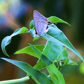 Luise Andersen: ' Lilac Butterfly  II', 2011 Color Photograph, Beauty. Artist Description:  ++ size mentioned for this photo is for uploading purpose on premiere portfolio only. .   ...