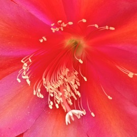 Luise Andersen: 'abloom now I  MIG', 2013 Color Photograph, Floral. Artist Description:  May 23,2013- - . . . . . petals brilliance of light within gorgeous colors . . . most beautiful in starburst like design. . core aglow . . lusty hues. . delightful . . magical . . . . blooming now. . .* * size for uploading purpose onlycopies not available at present. . . . but soon. .  ...