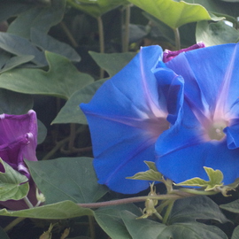 Luise Andersen: 'light Of Morning Glory IX', 2014 Color Photograph, Floral. Artist Description:    more of Morning Glories. . they multiple so vigorouslybrilliant blues and wonderful greens. . lovely shaped. . delights eyes. .Taken with Sony Cybershot , 14. 1* * size for uploading purpose only  ...