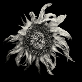 Jaromir Hron: 'Sunset', 2011 Black and White Photograph, Floral. Artist Description:     monochrome, nature detail, botany, flowers, sunflower, b& w ...