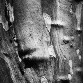 Jaromir Hron: 'Treeskin', 2012 Black and White Photograph, Abstract. Artist Description:  abstract, macro, detail, monochromatic, black, white      ...