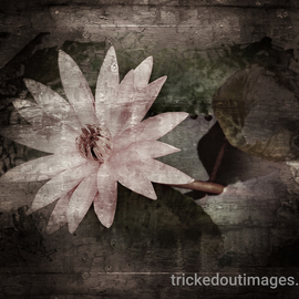 Mark Charles Fox: 'Jaipur Lotus', 2017 Color Photograph, Floral. Artist Description: Printed on Platinum paper stock. Luster or Matte available on request. Other sizes available on request. trickedoutimages. com...