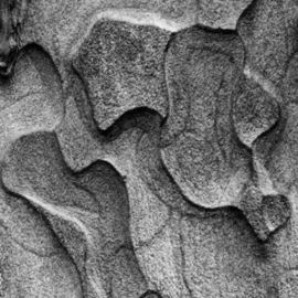 Michael Easton: 'Ponderosa Pine Bark 3', 1999 Black and White Photograph, Abstract. 