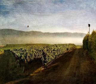 Michael Regnier: 'Flying Home, Seco Highlands Estate', 2010 Color Photograph, Landscape.      vineyard, vineyards,     ...