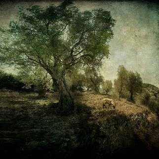Michael Regnier: 'Olive Grove and Grazing Sheep', 2010 Color Photograph, Landscape.  Sheep, landscape, Greece ...