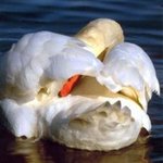Grooming Swan, Beatrice Van Winden