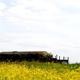 Yellow Field Country, Nancy Bechtol