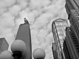 Nancy Bechtol: 'seagull and buildings', 2013 Black and White Photograph, Animals. Archival paper and matte. Framed at 16x20