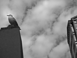 Nancy Bechtol: 'seagull and buildings III', 2013 Black and White Photograph, Animals.  bird, seagull, Chicago, river, buildings, black white, photo, nancy bechtol, stellarstatue purple ...