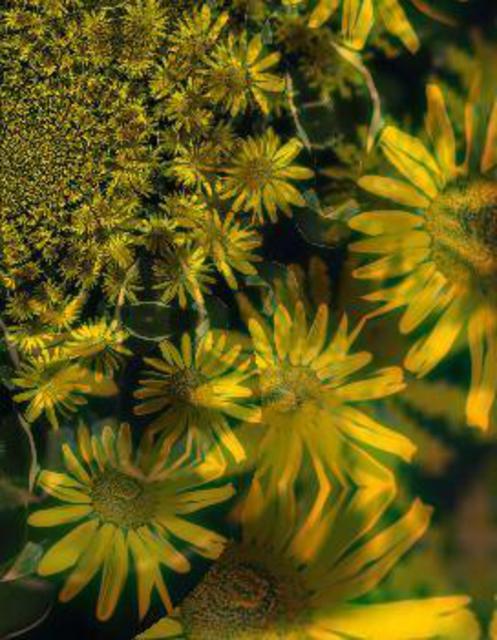 Artist Nancy Bechtol. 'Sunflower Vortex' Artwork Image, Created in 2003, Original Photography Mixed Media. #art #artist