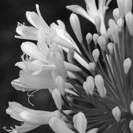 Obert Fittje: 'Lilly of the Nile', 2007 Black and White Photograph, Floral. Artist Description:  This is a simple black and white image of a lilly of the Nile blooming in our front yard.  This image has been licensed to Hallmark of England for use in their products in England and Ireland.       ...