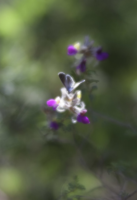 Stephen Robinson  'Moth On Flower', created in 2017, Original Photography Digital.