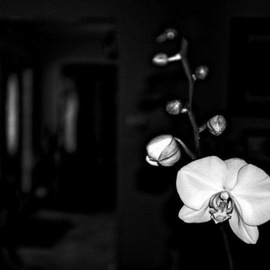 Orchid, Stephen Robinson
