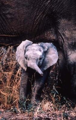 Paula Durbin: 'Baby Ely', 2001 Color Photograph, Wildlife. Fresson print. Zambia. This baby is about 3- 4 months old and just learning to use its trunk.May be printed in other sizes and processes. ...
