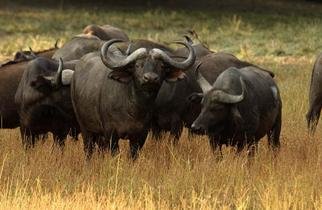 Paula Durbin: 'Cape Buffalo', 2003 Color Photograph, Wildlife. Zambia.  What' re you doing? Epson Digital Print.  May be printed in other sizes and processes.  Published Image....