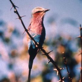 Paula Durbin: 'Lilac Breasted roller', 2001 Color Photograph, Wildlife. Artist Description: A Fresson print. Zambia.  This LBR sat on the branch and turned towards us for over 15 minutes. May be printed in other sizes and processes....