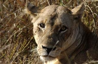 Paula Durbin: 'Lioness', 2003 Color Photograph, Wildlife. South Africa.  Printed on Canvas.  May be printed other sizes and processes....