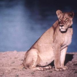 Paula Durbin: 'Lioness on Beach', 2001 Color Photograph, Wildlife. Artist Description: A Fresson print. Zambia. She was looking for her cub. . . who had died the night before.  She had been calling him, repeatedly.  A very sad sound. May be printed in other sizes and processes....