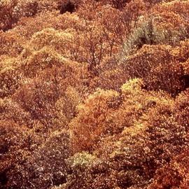 Paula Durbin: 'Smoky Mountains', 2001 Color Photograph, Landscape. Artist Description: Fresson Print.  May be printed in other sizes and processes. ...