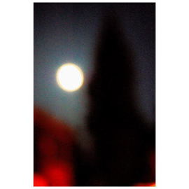 Marilyn Nosewicz: 'Moon Tree Color Photograph', 2012 Color Photograph, Landscape. Artist Description:          Moon Tree Color Photograph       ...