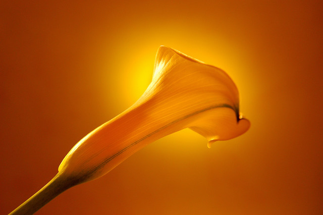 Marilyn Nosewicz  'Spring Calla Lilly Yellow Floral Color Photo', created in 2010, Original Printmaking Giclee - Open Edition.