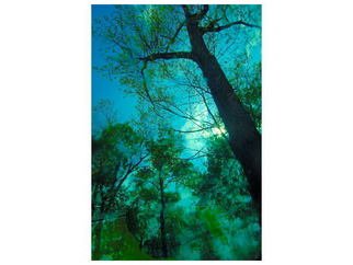 Marilyn Nosewicz: 'Tree After Rainstorm Bue Green Color Digital Photograph', 2011 Other Photography, Trees.   After Rainstorm At Burnet Park Zoo Brrilliant Blues and Greens. Color Digital Photograph, other sizes may be requested. ...