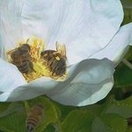 Bee It A Nectar Hangover By C. A. Hoffman