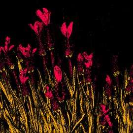 Blood Red Field Flowers, C. A. Hoffman