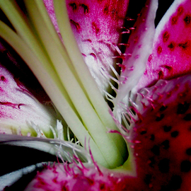 C. A. Hoffman: 'Crimson Stalker', 2009 Color Photograph, Floral. Artist Description:  All photos are available in sizes up to 16x20 inches. ...