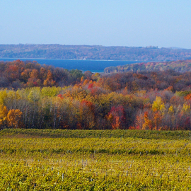 Fall Color Vineyard By C. A. Hoffman