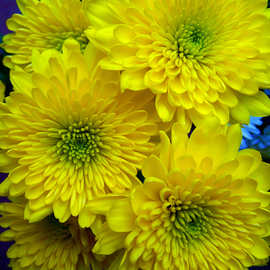 C. A. Hoffman: 'Five Yellow Sisters', 2009 Color Photograph, Floral. 