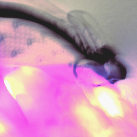 C. A. Hoffman: 'Fly in the Ointment', 2009 Color Photograph, Abstract. 