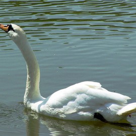 Male Swan on Serenity Lake By C. A. Hoffman