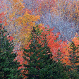 C. A. Hoffman: 'Transitions', 2008 Color Photograph, Landscape. Artist Description:  Beautiful October colors abound in this photo of natures transition into the oncoming winter. ...