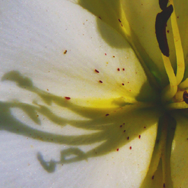 C. A. Hoffman: 'White Shadow Music', 2010 Color Photograph, Floral. Artist Description:  This is an original photo that has been digitally- painted to create an original work of art.                                                                                ...