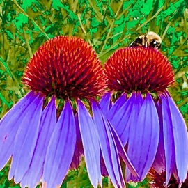 C. A. Hoffman: 'bee on purple power', 2019 Color Photograph, Floral. Artist Description: This is an original color photograph that has been digitally altered to create a new piece of art. ...