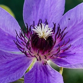 C. A. Hoffman: 'purple passion', 2020 Color Photograph, Floral. Artist Description: This is an original color photo. ...