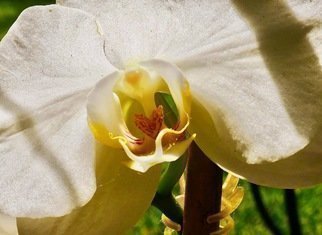 C. A. Hoffman: 'white inner sanctum', 2019 Color Photograph, Floral. This is an original color photograph of a white Orchid. ...