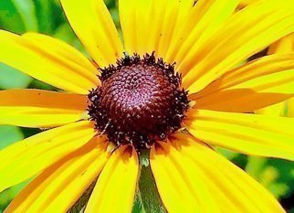 C. A. Hoffman: 'yellow surprise', 2019 Color Photograph, Floral. This is an original color photograph of a Black- Eyed Susan wildflower. ...