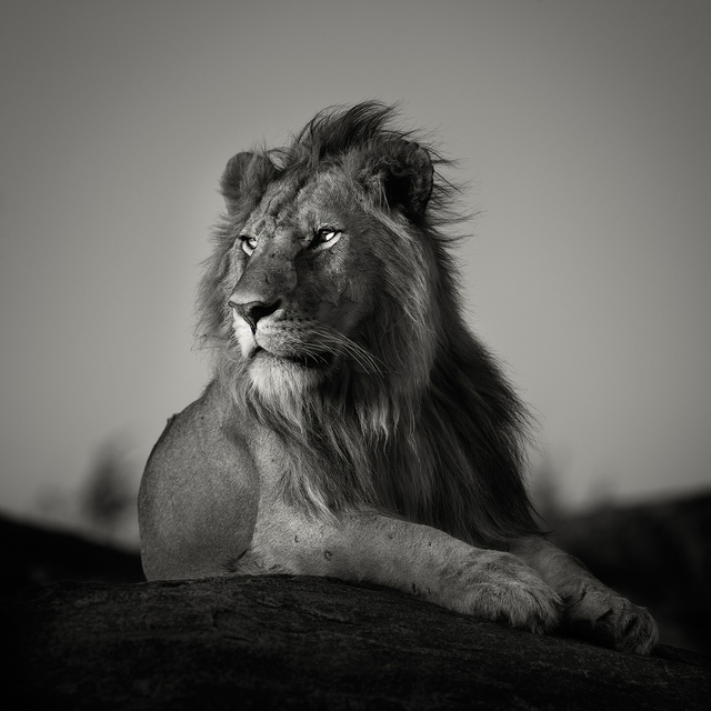 Artist Pekka Jarventaus. 'Nomad Lion' Artwork Image, Created in 2014, Original Photography Black and White. #art #artist