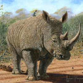 Kruger White Rhino By Richard Harpum